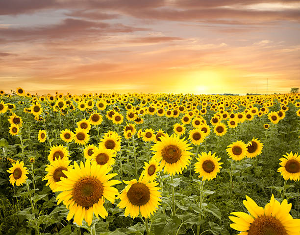 istock Minnesota Sunflower Field and a Dramatic Sky 483949000