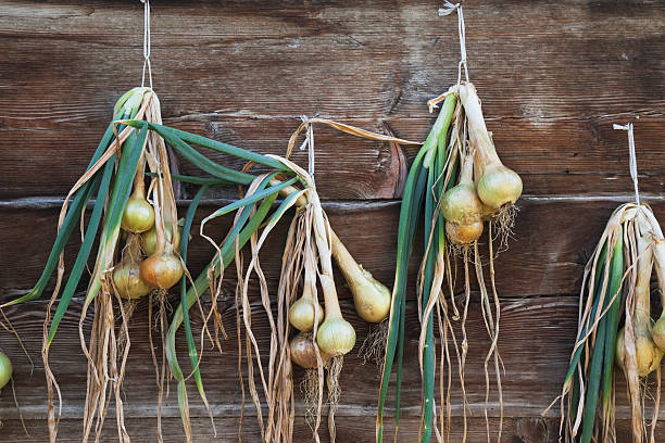 Onions hanging on wooden wall, drying