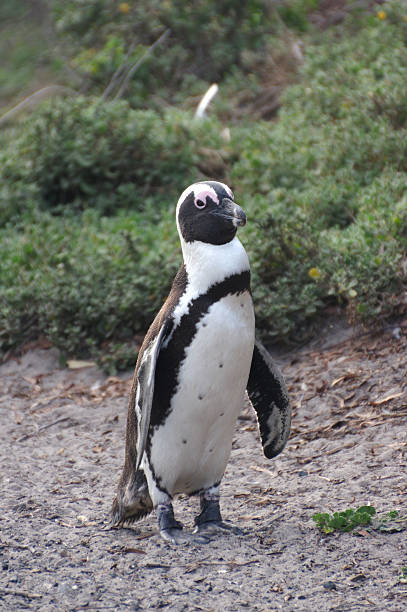 African Penguin stock photo