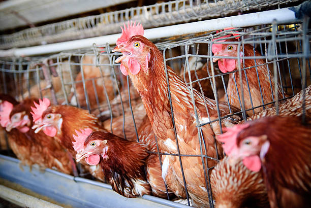 Brown Chickens Brown chicken egg layers put in a cage at poultry farm. animals in captivity stock pictures, royalty-free photos & images
