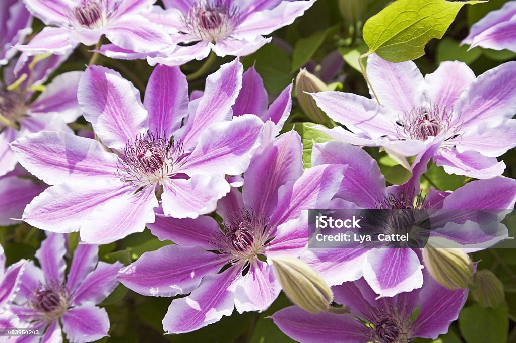 Clematite XXXL - Foto de stock de Bouquet royalty-free