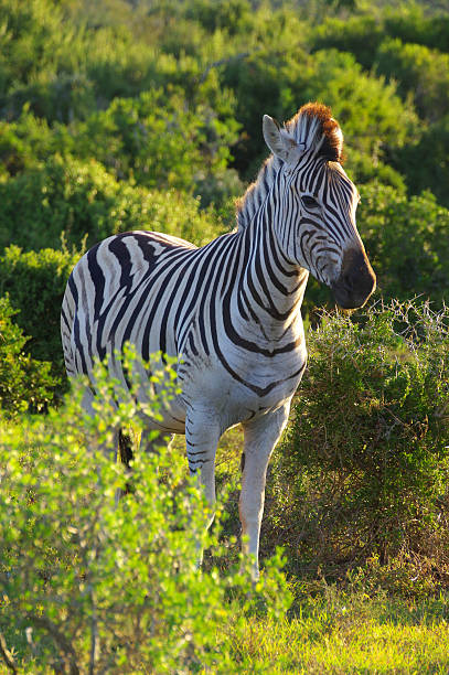 Burchell’s Zebra stock photo
