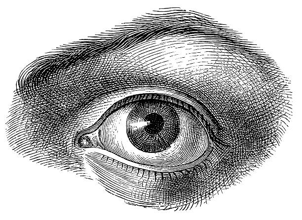 крупным планом глаза - eyeball iris human eye macro stock illustrations