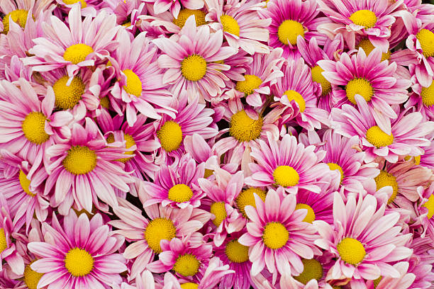 istock Orange chrysanthemum flowers background 483954927