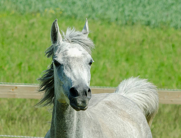 White Finnhorse Colt feeling itchy.
