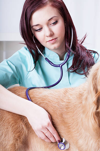 istock Female vet examining dog 483955185