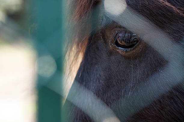 Olhos de cavalo - foto de acervo