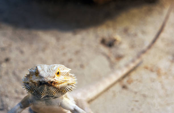 Lagarto - fotografia de stock