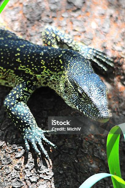 Monitor Lizard 4 Of 5 Stock Photo - Download Image Now - Africa, Animal Wildlife, Animals In The Wild