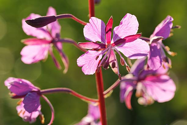 istock Willowweed flowers in the sun closeup 483955872