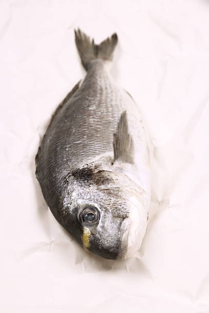istock Fresh bream fish on sepia parchment paper 483955875