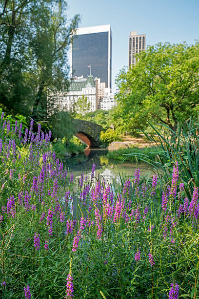 istock Gapstow bridge Central Park, New York City 483956008