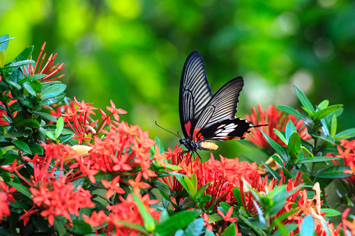 great butterfly perching on red flower mormon ixora