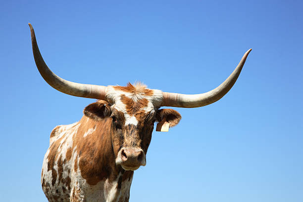 longhorn kuh oder einen bullen - texas longhorn cattle horned cattle farm stock-fotos und bilder