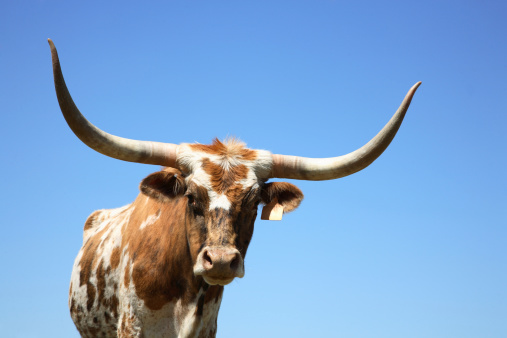 Texas long horn cow photographed at a slightly lower perspective.