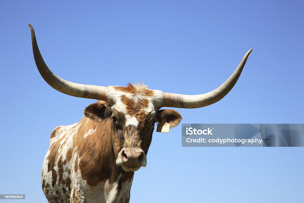 Longhorn vaca ou touro - Foto de stock de Gado Texas Longhorn Steer royalty-free