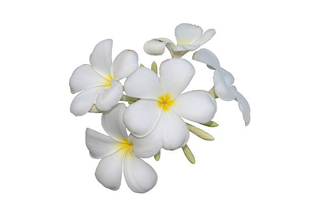 istock Frangipani flowers isolated with clipping path 483957491