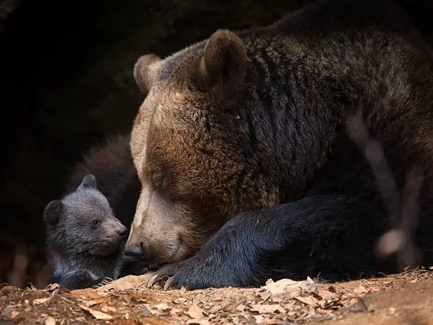 Photo of Mother bear with cub look out of her cave