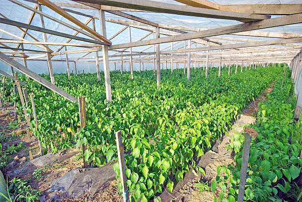 istock Peppers in greenhouse 483957833