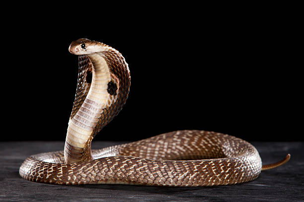 Beautiful Cobra Deadly Cobra on table.. What a beauty snake hood stock pictures, royalty-free photos & images