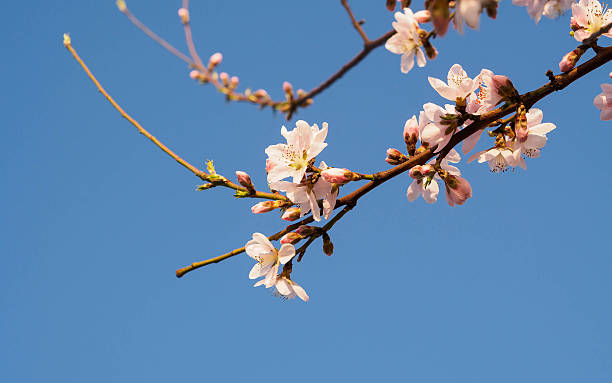 istock Spring flowers series, pink peach blossoming 483958369