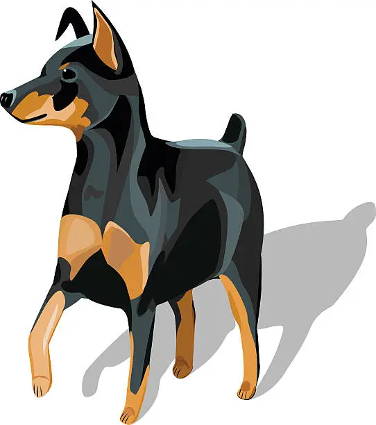 Vector illustration of Miniature Pinscher Dog