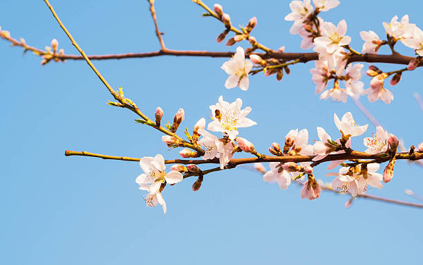 istock Spring flowers series, pink peach blossoming 483958971