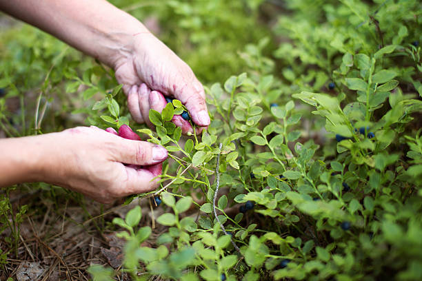 istock Woman picking berries in forest 483959108