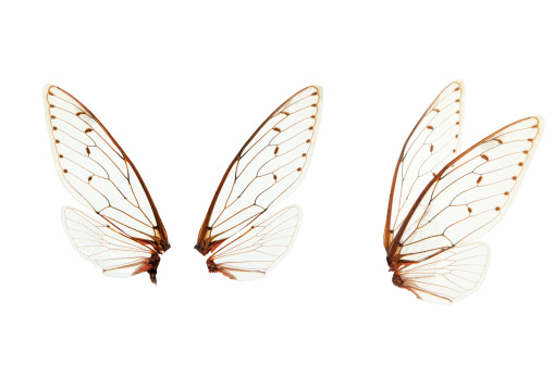 insect wings on white background