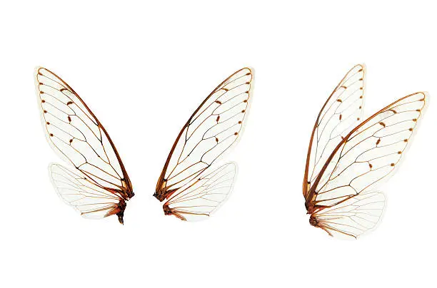 Photo of wings