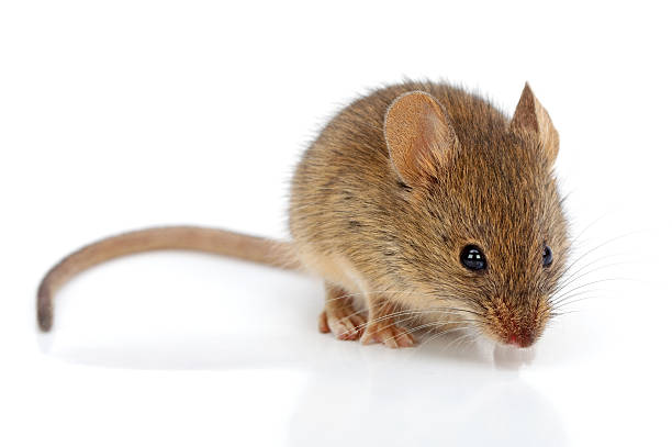 House mouse (Mus musculus) stock photo