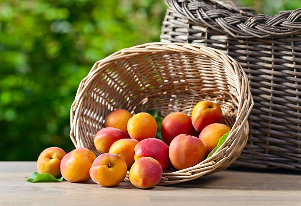 istock juicy ripe apricots 483959612
