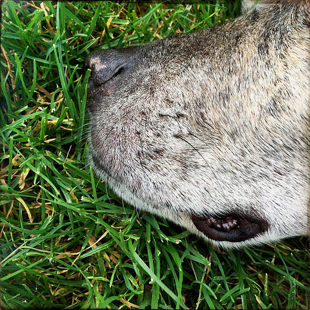 Dog snout nose on grass in summer while napping.  iPhone.