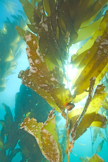 istock Kelp underwater at California island 483960102