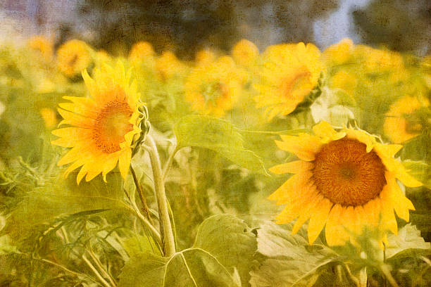 istock Digital art paint composition, field sunflower, pastel, watercolour 483960316
