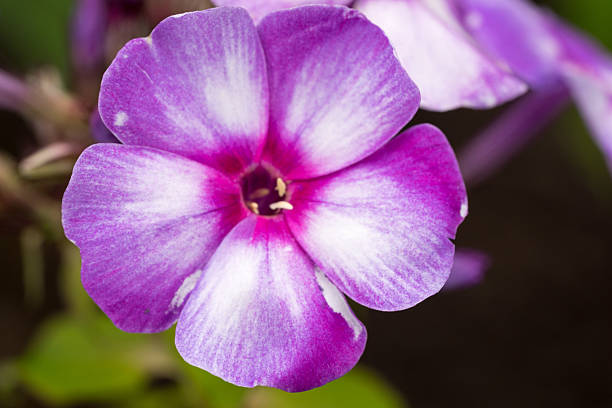 istock Blooming Phlox paniculata flowers in the garden 483960728