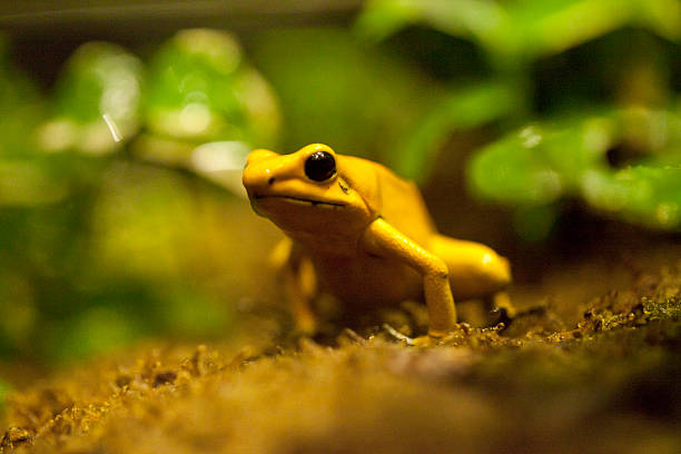 Golden Poison Frog - Phyllobates terribilis.