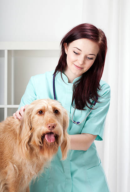 istock Dog during medical appointment 483961229