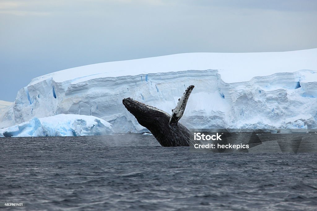 Humpback whale in Antarctica Antarctica Stock Photo