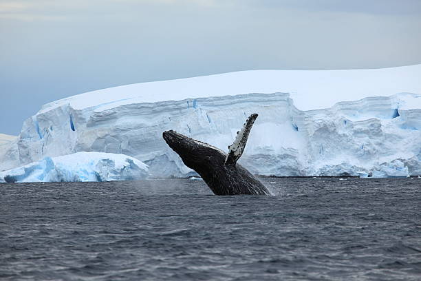 Humpback whale in Antarctica stock photo