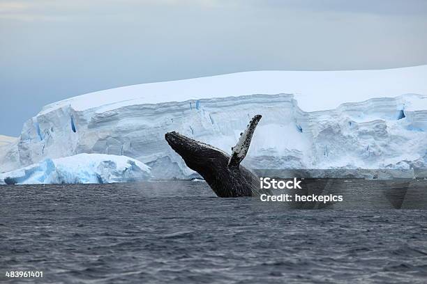 Humpback Whale In Antarctica Stock Photo - Download Image Now - Antarctica, Whale, Arctic