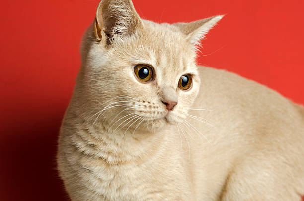 istock British Short Hair cat 483961691