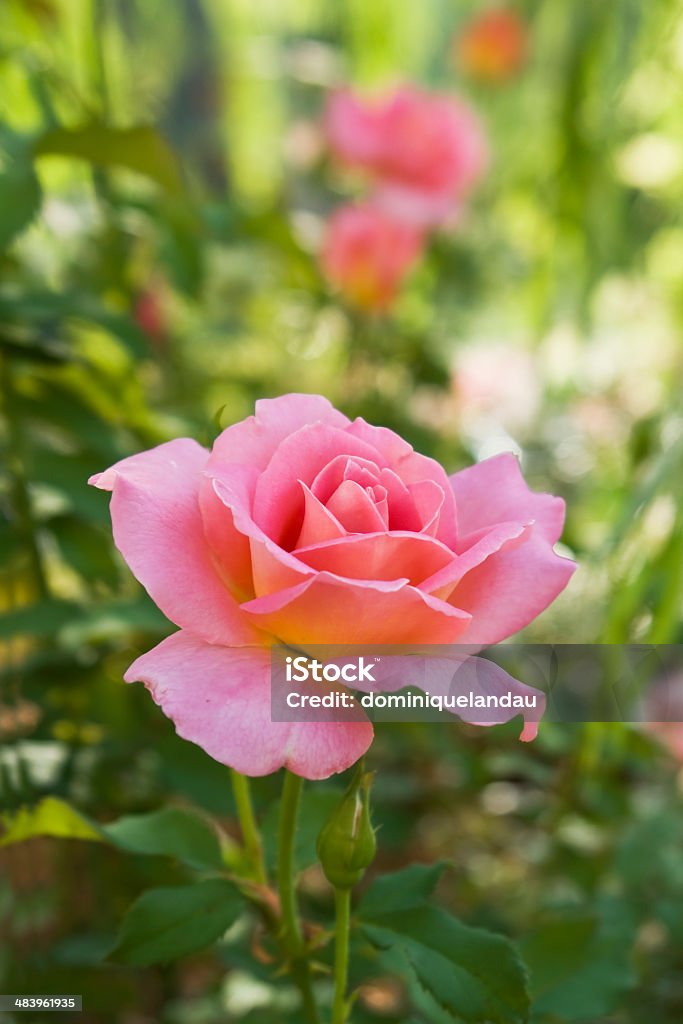 Rosa rosa para si! - Royalty-free Amor Foto de stock