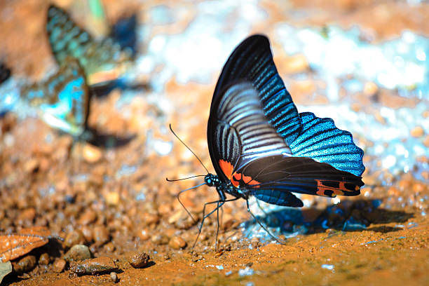 piękny motyl da ma national park-wietnam - butterfly flying tropical climate close to zdjęcia i obrazy z banku zdjęć