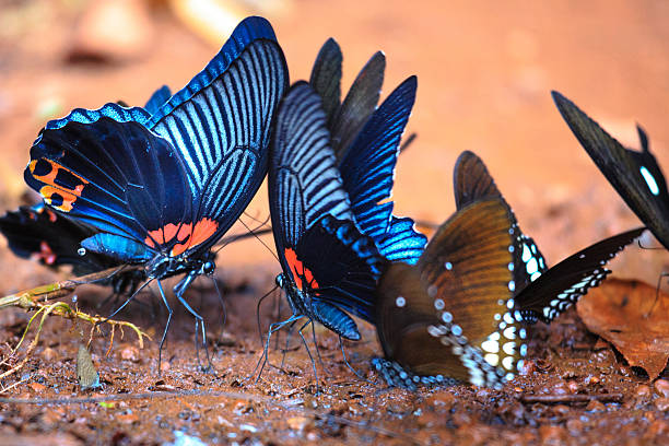 piękny motyl da ma national park-wietnam - butterfly flying tropical climate close to zdjęcia i obrazy z banku zdjęć