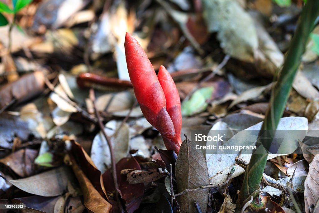 galangal sprouts grow wild in the woods 2015 Stock Photo