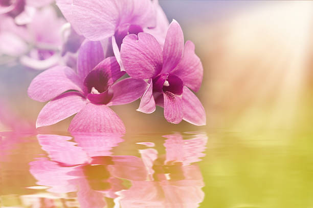 istock Flowers orchid reflected water 483964036