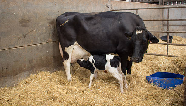 istock Newborn calf suckling dairy cow 483964634