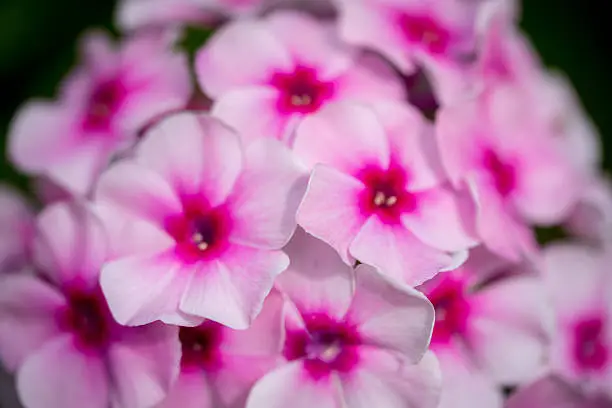 Blooming Phlox paniculata flowers in the garden