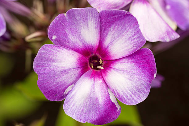 istock Blooming Phlox paniculata flowers in the garden 483969332
